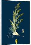 Artemisia Maritima, Var. Gallica; Sea Wormwood, Var. B. by Anonymous