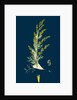 Artemisia Maritima, Var. Gallica; Sea Wormwood, Var. B. by Anonymous