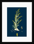 Artemisia Maritima, Var. Gallica; Sea Wormwood, Var. B. by Anonymous