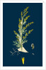 Artemisia Maritima, Var. Gallica; Sea Wormwood, Var. B. by Anonymous