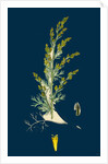 Artemisia Maritima, Var. Gallica; Sea Wormwood, Var. B. by Anonymous