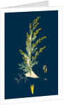 Artemisia Maritima, Var. Gallica; Sea Wormwood, Var. B. by Anonymous