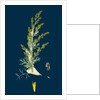 Artemisia Maritima, Var. Gallica; Sea Wormwood, Var. B. by Anonymous
