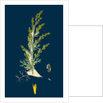 Artemisia Maritima, Var. Gallica; Sea Wormwood, Var. B. by Anonymous