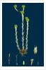 Filago Germanica; Common Cudweed by Anonymous