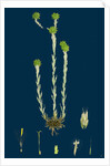 Filago Germanica; Common Cudweed by Anonymous