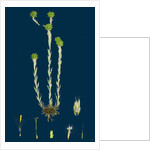 Filago Germanica; Common Cudweed by Anonymous