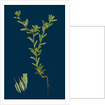 Filago Apiculata; Red-Tipped Cudweed by Anonymous