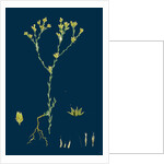 Filago Minima; Slender Cudweed by Anonymous