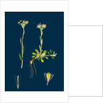 Gnaphalium Dioicum, Var. Genuinum; Mountain Everlasting, Var. A. by Anonymous