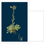 Gnaphalium Dioicum, Var. Hyperboreum; Mountain Everlasting, Var. B. by Anonymous