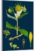 Bidens Cernus, Var. Genuina; Nodding Bur-Marygold, Var. A. by Anonymous