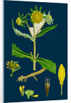 Bidens Cernus, Var. Genuina; Nodding Bur-Marygold, Var. A. by Anonymous