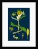 Bidens Cernus, Var. Genuina; Nodding Bur-Marygold, Var. A. by Anonymous