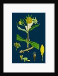 Bidens Cernus, Var. Genuina; Nodding Bur-Marygold, Var. A. by Anonymous