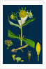 Bidens Cernus, Var. Genuina; Nodding Bur-Marygold, Var. A. by Anonymous