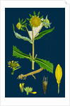 Bidens Cernus, Var. Genuina; Nodding Bur-Marygold, Var. A. by Anonymous
