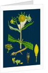 Bidens Cernus, Var. Genuina; Nodding Bur-Marygold, Var. A. by Anonymous