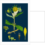 Bidens Cernus, Var. Genuina; Nodding Bur-Marygold, Var. A. by Anonymous