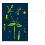 Galinsoga Parviflora; Small-Flowered Galinsoga by Anonymous