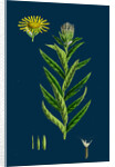 Inula Salicina; Willow-Leaved Inula by Anonymous