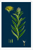 Inula Salicina; Willow-Leaved Inula by Anonymous