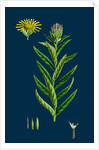 Inula Salicina; Willow-Leaved Inula by Anonymous