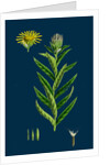 Inula Salicina; Willow-Leaved Inula by Anonymous