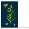 Inula Salicina; Willow-Leaved Inula by Anonymous