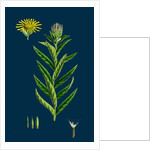 Inula Salicina; Willow-Leaved Inula by Anonymous