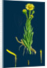 Inula Crithmoides; Golden Samphire by Anonymous