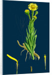 Inula Crithmoides; Golden Samphire by Anonymous