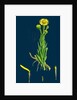 Inula Crithmoides; Golden Samphire by Anonymous