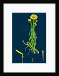 Inula Crithmoides; Golden Samphire by Anonymous