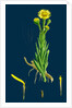 Inula Crithmoides; Golden Samphire by Anonymous