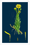 Inula Crithmoides; Golden Samphire by Anonymous