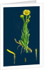 Inula Crithmoides; Golden Samphire by Anonymous