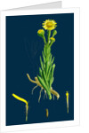 Inula Crithmoides; Golden Samphire by Anonymous