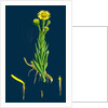 Inula Crithmoides; Golden Samphire by Anonymous