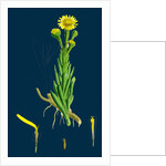 Inula Crithmoides; Golden Samphire by Anonymous