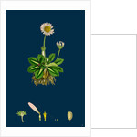 Bellis Perennis; Common Daisy by Anonymous