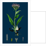 Saussurea Alpina; Alpine Saussurea by Anonymous