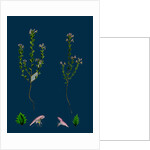 Euphrasia Officinalis, Var. Gracilis; Common Eyebright, Var. B. by Anonymous