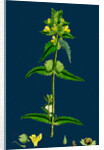 Rhinanthus Minor; Common Yellow-Rattle by Anonymous