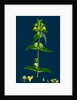 Rhinanthus Minor; Common Yellow-Rattle by Anonymous