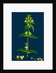 Rhinanthus Minor; Common Yellow-Rattle by Anonymous