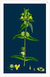 Rhinanthus Minor; Common Yellow-Rattle by Anonymous