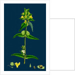 Rhinanthus Minor; Common Yellow-Rattle by Anonymous