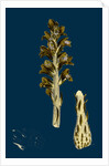 Orobanche Rapum; Greater Broom-Rape by Anonymous