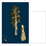Orobanche Rapum; Greater Broom-Rape by Anonymous